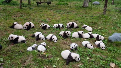 how many pandas are in captivity in china
